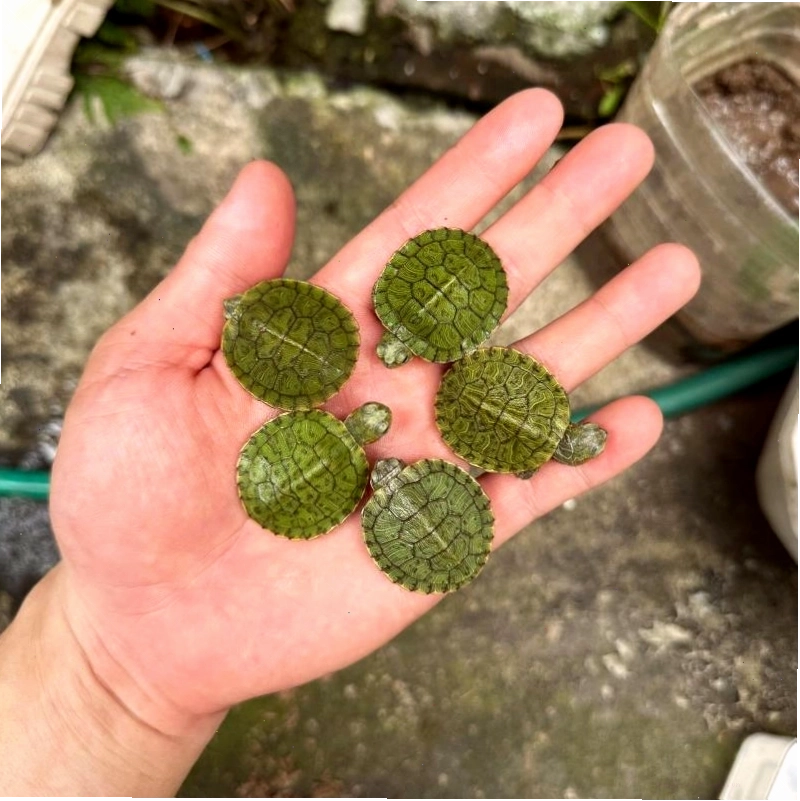 Shop Rùa Cảnh Ali Pet - một lựa chọn khi mua rùa cảnh