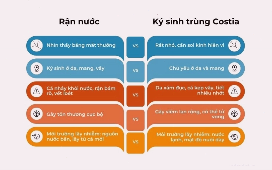 So sánh giữa rận nước và ký sinh trùng Costia