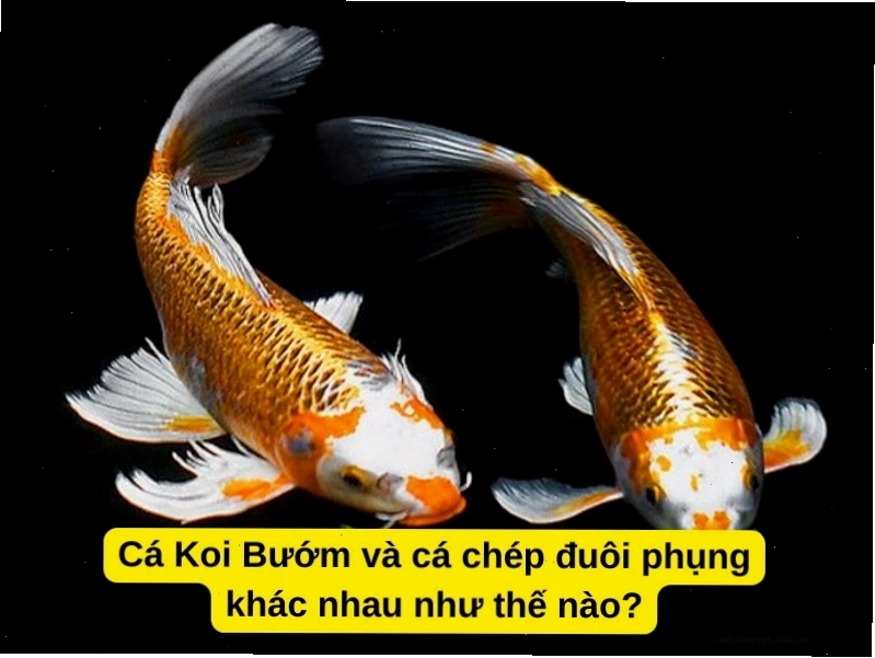 So sánh hình dáng cá chép phụng và cá Koi bướm