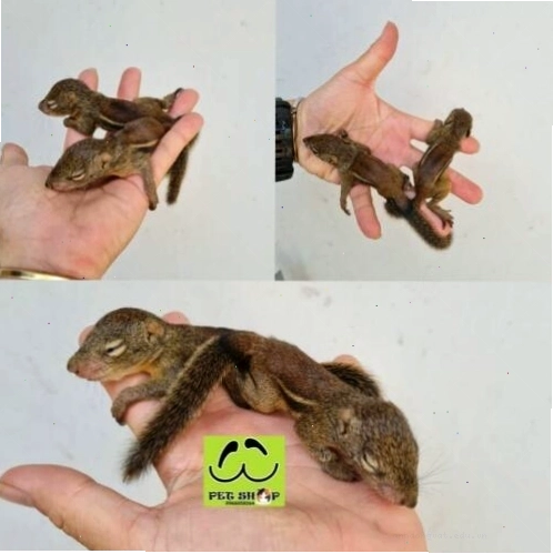 Sóc bay đang nghỉ ngơi trong túi ngủ