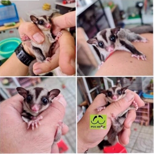 Sóc bay Úc với đôi mắt to tròn và khả năng lượn độc đáo