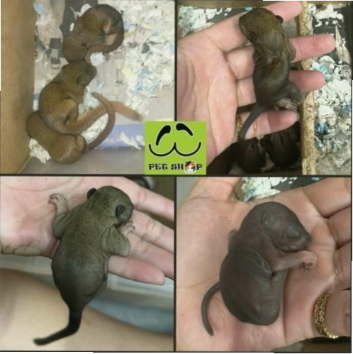 Sóc cảnh đang thưởng thức bữa ăn đa dạng gồm hạt và rau củ