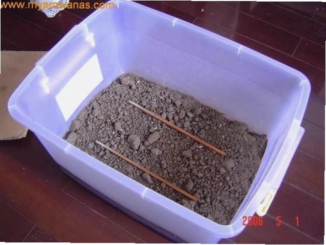 Sử dụng đũa để tạo khoảng trống cho rết