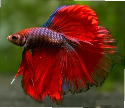 Sự khác biệt ngoại hình giữa cá Betta Halfmoon đực và cái
