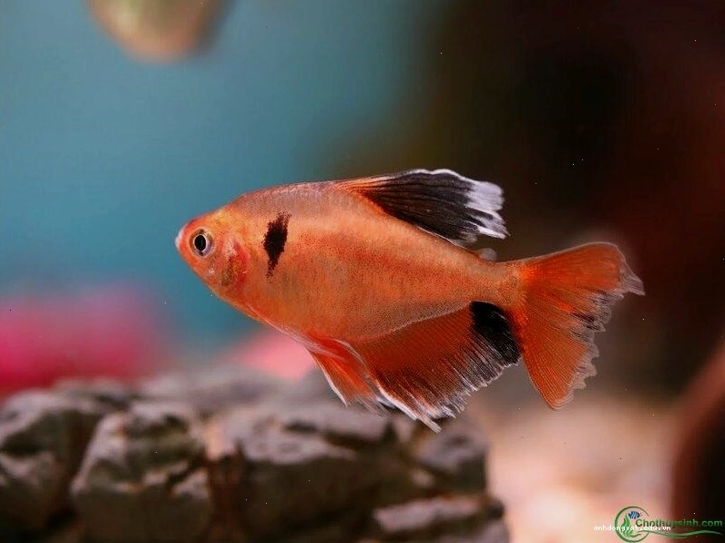 Sự khác biệt về màu sắc giữa cá hồng nhung đực và cái