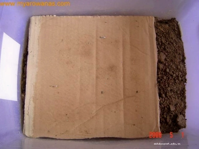 Tấm bìa carton tạo không gian trú ẩn cho rết