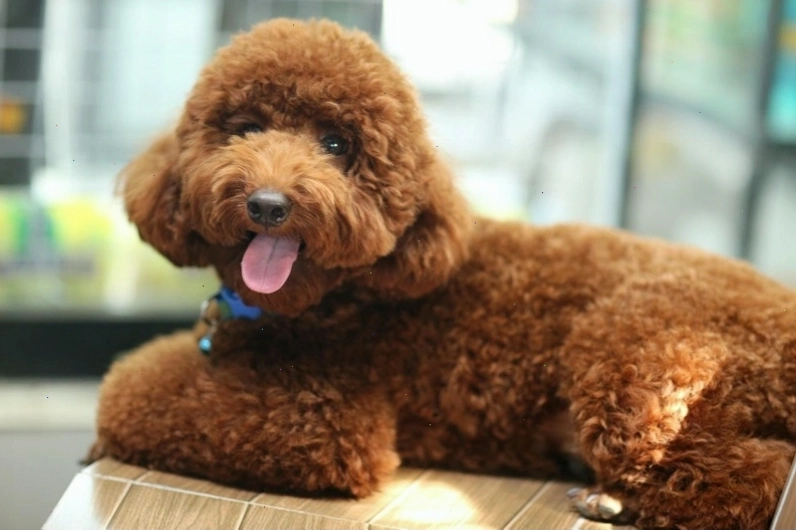 Tên gọi tùy thích cho cún yêu