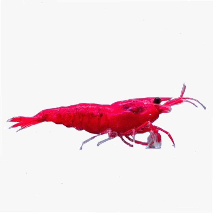 Tép đỏ Firered với nhiều cá thể mang màu sắc khác nhau trong đàn