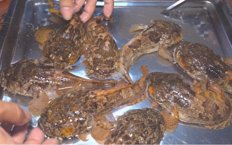 Thành phần dinh dưỡng có trong cá mao ếch