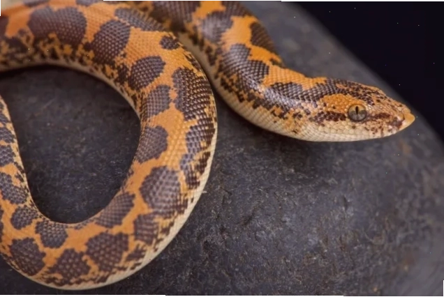 The Kenyan sand boa is a nocturnal, fossorial snake found in northern and eastern Africa. Kenyan sand boas can make great pet snakes.
