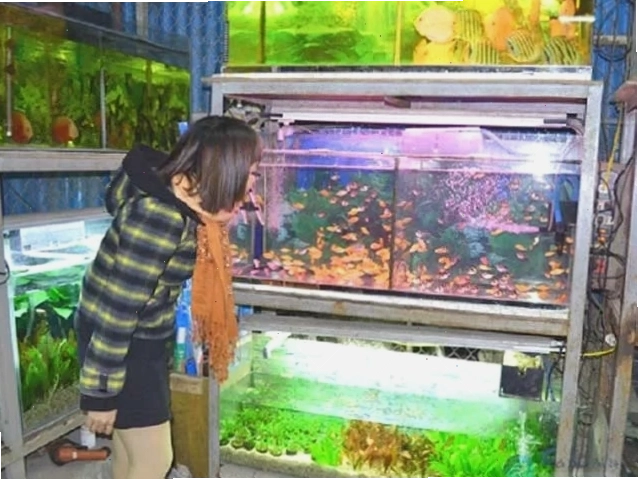 Thiên đường cá cảnh – Nơi bán cá cảnh Thủ Đức uy tín với giá thành rẻ