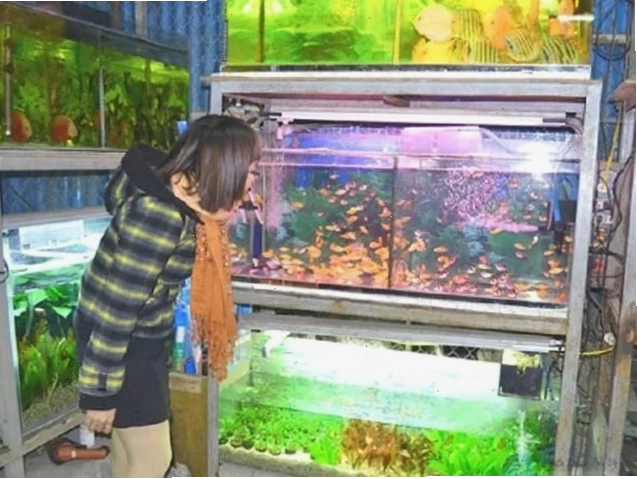Thiên đường cá cảnh tại Thủ Đức