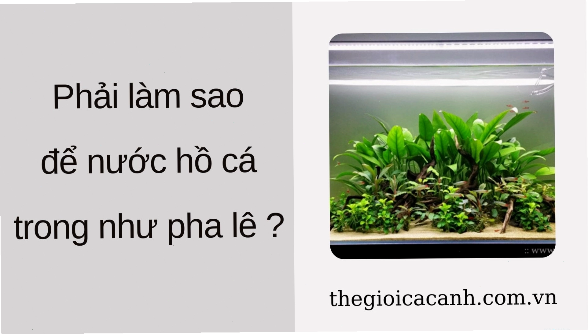 Thiết kế hồ cá cảnh độc đáo và ấn tượng