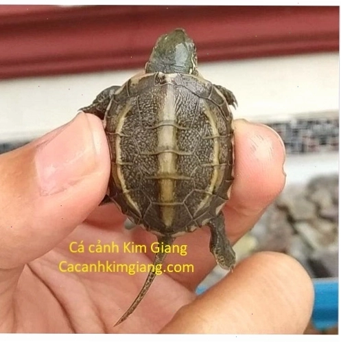 Thiết lập bể nuôi rùa cảnh đầy đủ thiết bị với khu vực cạn và nước