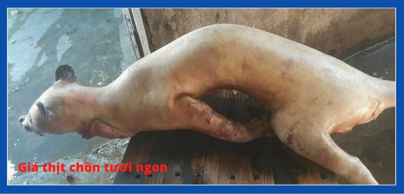 Thịt chồn có giá trị dinh dưỡng cao