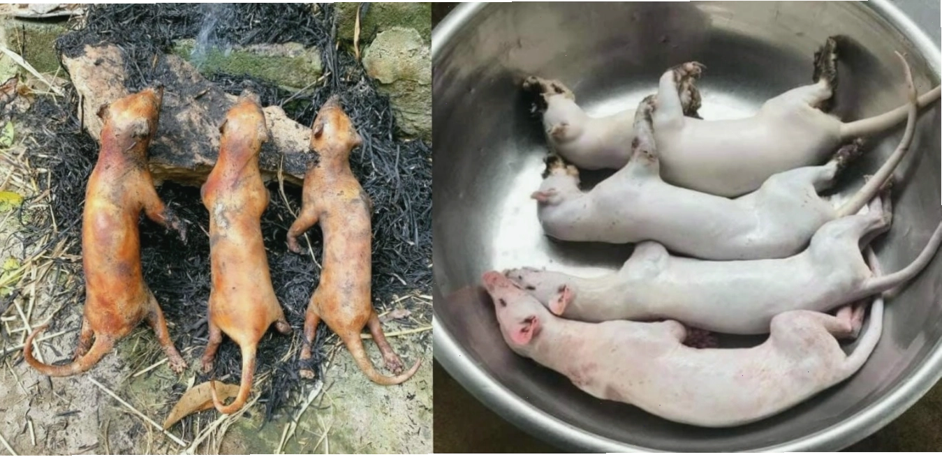 Thịt chồn là đặc sản được nhiều người yêu thích