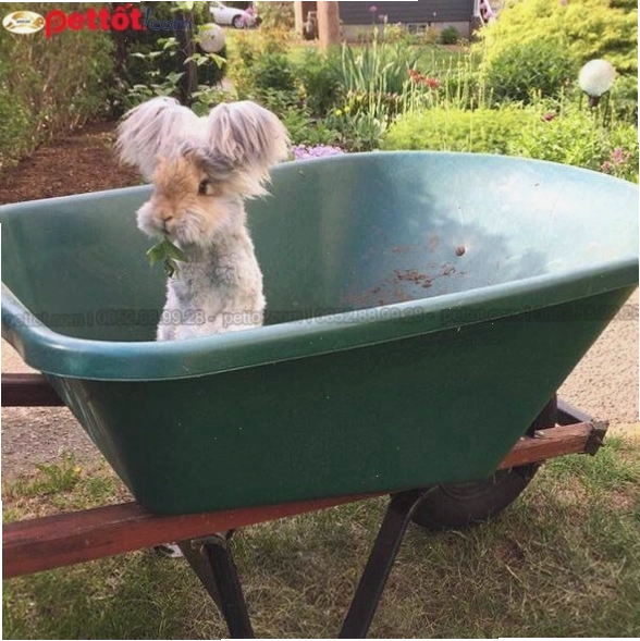 Thỏ Angora khổng lồ đẹp với đôi tai đặc trưng
