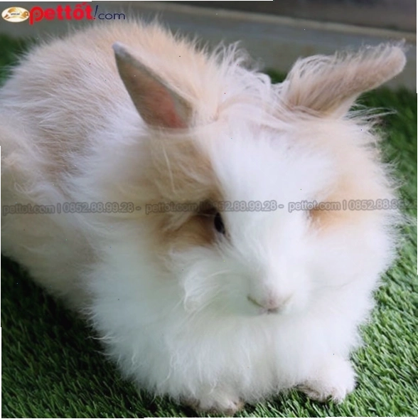 Thỏ Angora khổng lồ với bộ lông dài và đẹp