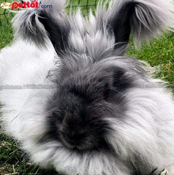 Thỏ Angora với bộ lông đẹp đang ăn cỏ