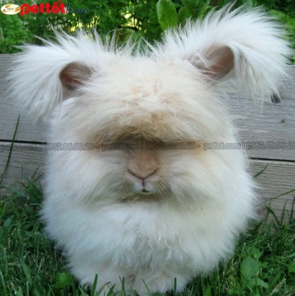 Thỏ Angora với bộ lông trắng muốt