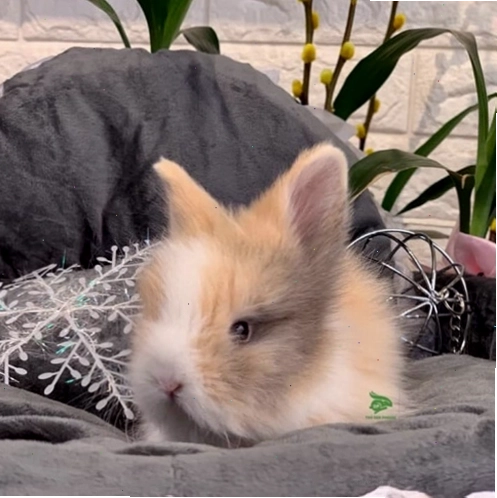 Thỏ sư tử Lionhead màu vàng trắng đang ăn cỏ
