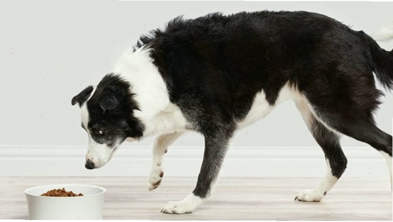Thức ăn dinh dưỡng cần thiết cho chó Border Collie