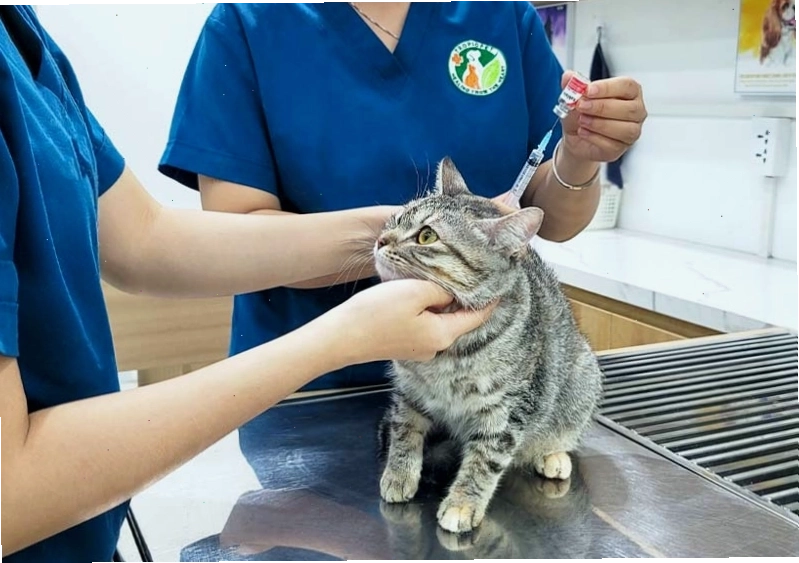 Tiêm phòng đầy đủ và kiểm tra sức khỏe định kỳ giúp phòng ngừa bệnh ở mèo