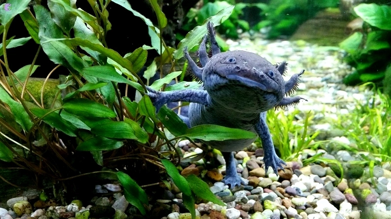 Tim bò hoặc tim heo được chế biến cho Axolotl ăn