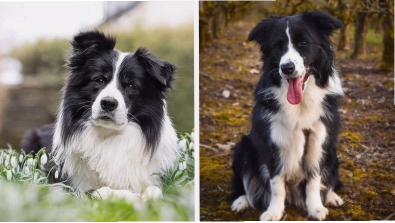 Tính cách thông minh và năng động của chó Border Collie