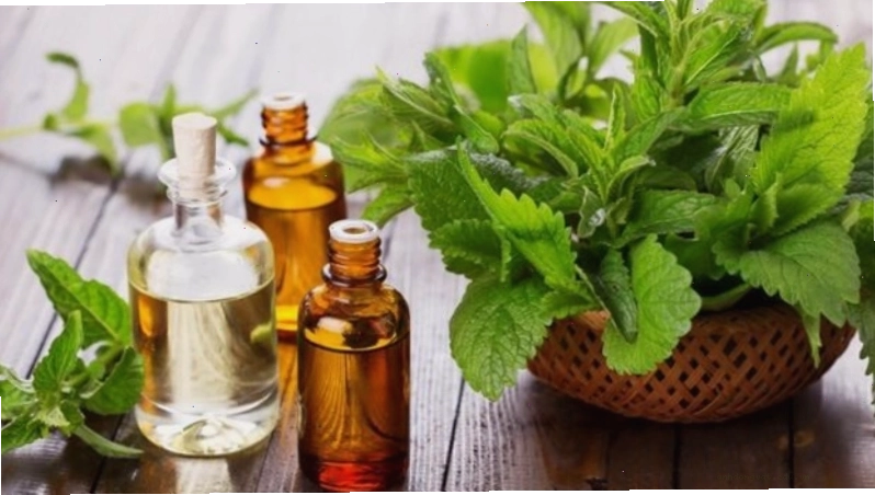 Tinh dầu bạc hà xua đuổi rận mèo