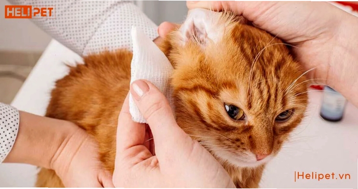 Tình trạng nhiễm trùng tai là một trong những nguyên nhân phổ biến gây viêm tai ở mèo