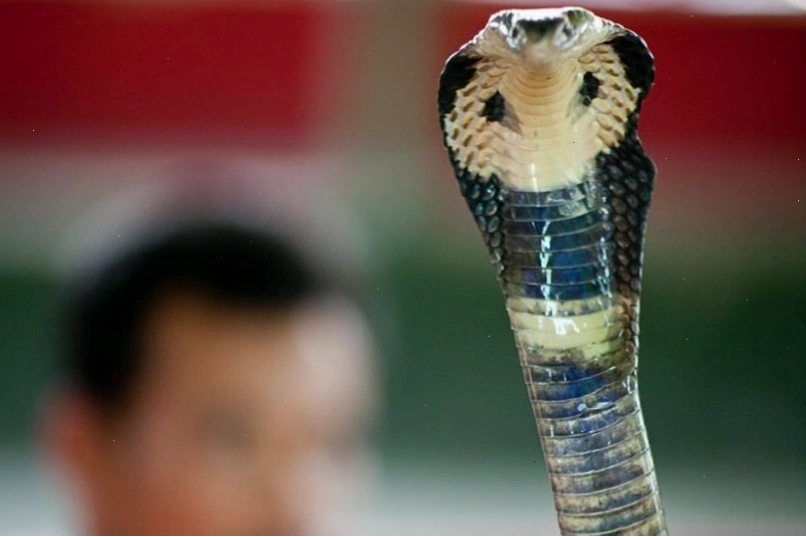 Tổng quan về Rắn Hổ Long (King Cobra): Loài rắn độc huyền thoại