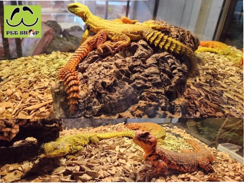 Tổng quan về thằn lằn đuôi gai Uromastyx