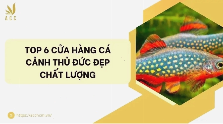 Top các cửa hàng cá cảnh Thủ Đức đẹp và chất lượng