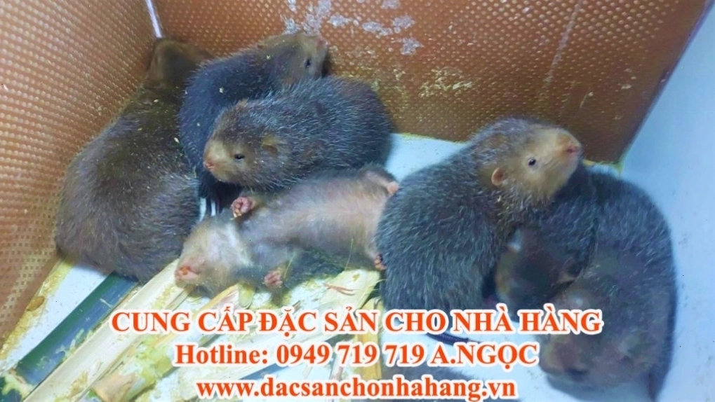 Trại nuôi dúi quy mô lớn với hệ thống chuồng trại khoa học