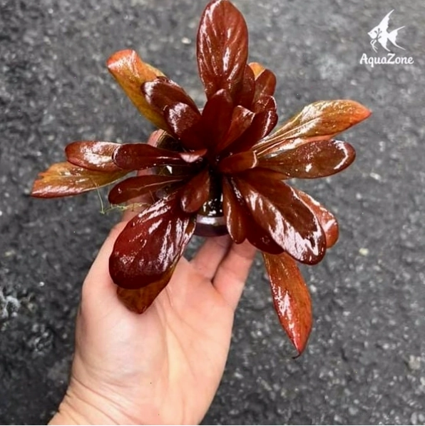 Trồng cây thủy sinh đúng vị trí trong bể mini