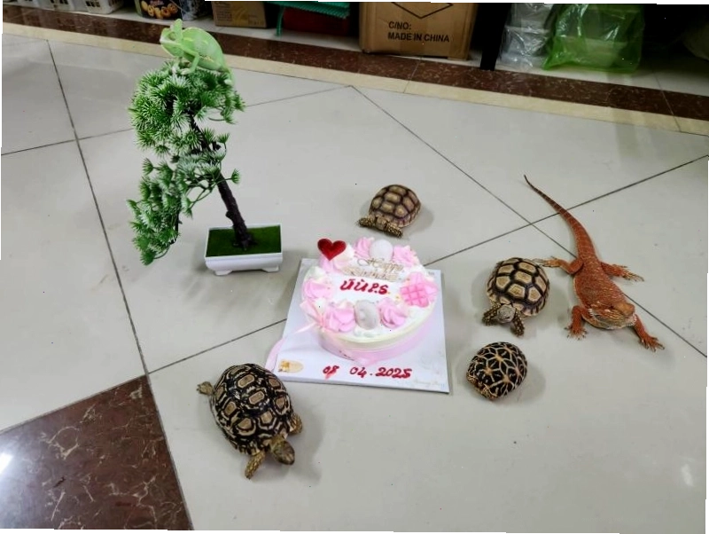 Ú Ù Pet Shop - Địa chỉ cung cấp thú cưng uy tín