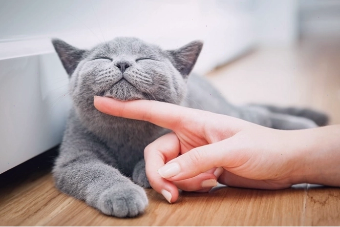 Ứng dụng giúp chăm sóc mèo tốt hơn