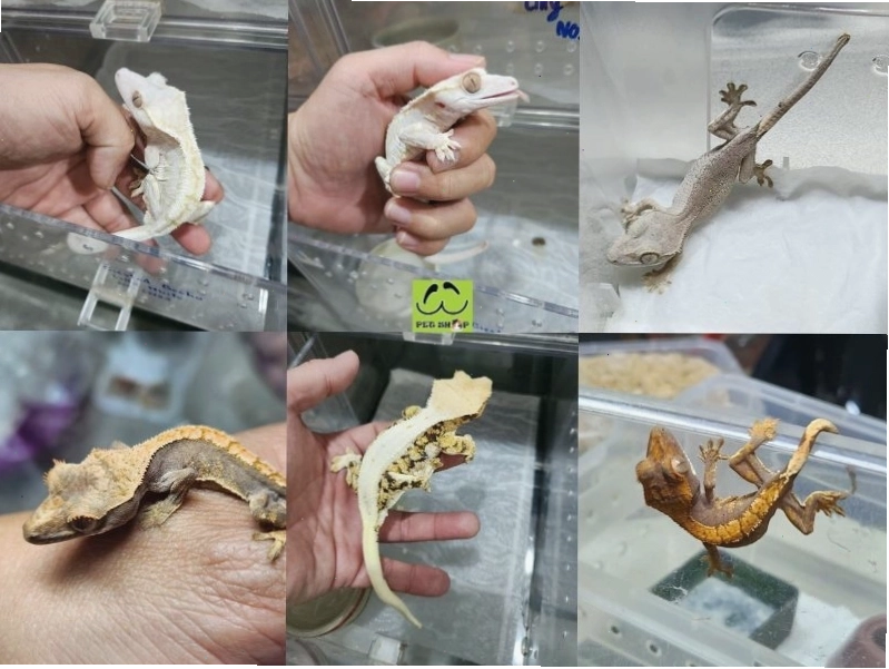 Ưu điểm khi nuôi Crested Gecko