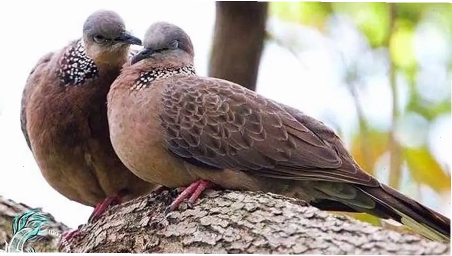 Vảy cổ chim cu gáy trống rõ nét hơn so với chim mái