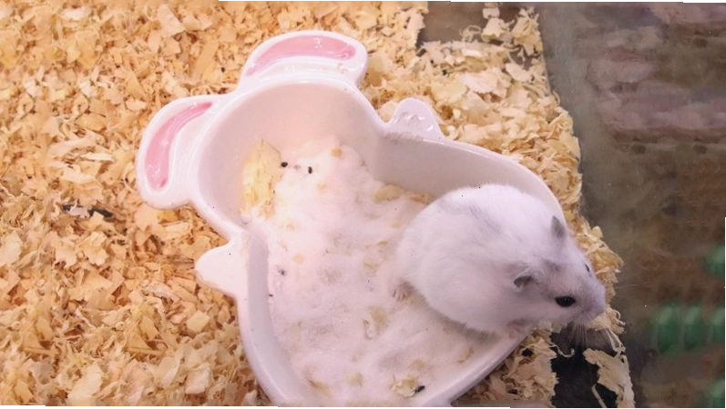 Vệ sinh chuồng hamster định kỳ để đảm bảo môi trường sống sạch sẽ
