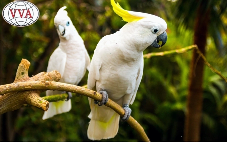 Vẹt Cockatoo tình cảm và cần nhiều tương tác