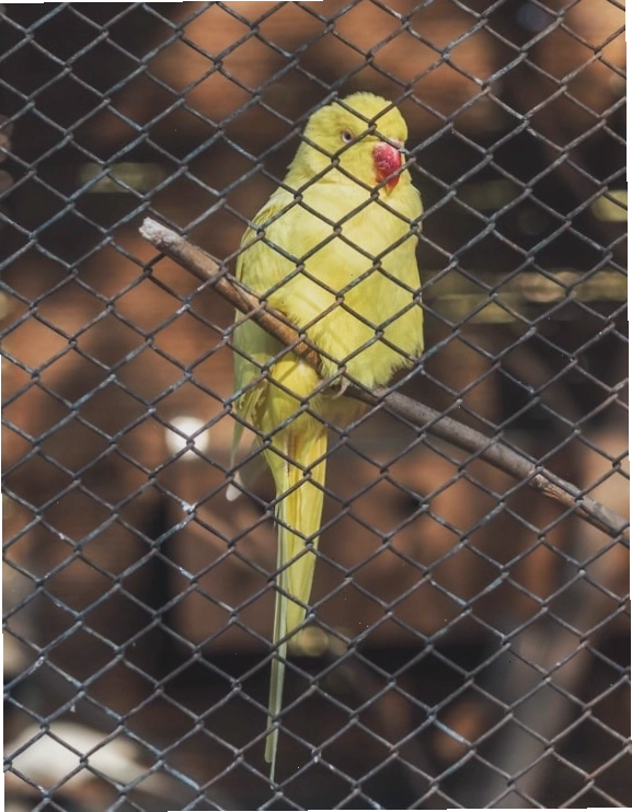 Vẹt đuôi dài Úc (Budgerigar) trong sở thú