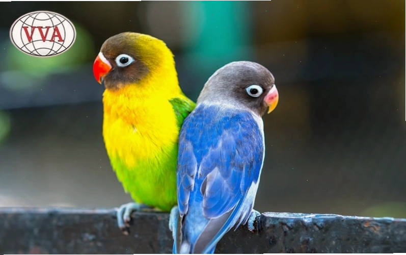 Vẹt Lovebird với vẻ ngoài xinh xắn và hành vi gắn bó