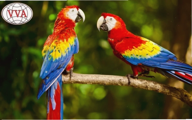 Vẹt Macaw với kích thước lớn và bộ lông rực rỡ