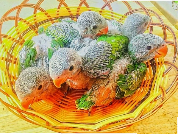 Vẹt ngực hồng con non đáng yêu
