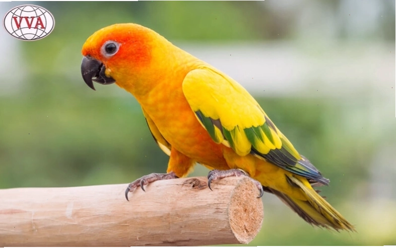 Vẹt Sun Conure mang đến sự vui vẻ và năng động