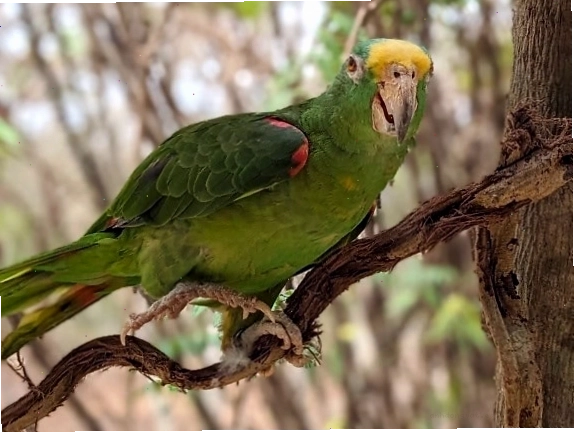 Vẹt vàng xanh Amazon (Amazona ochrocephala)