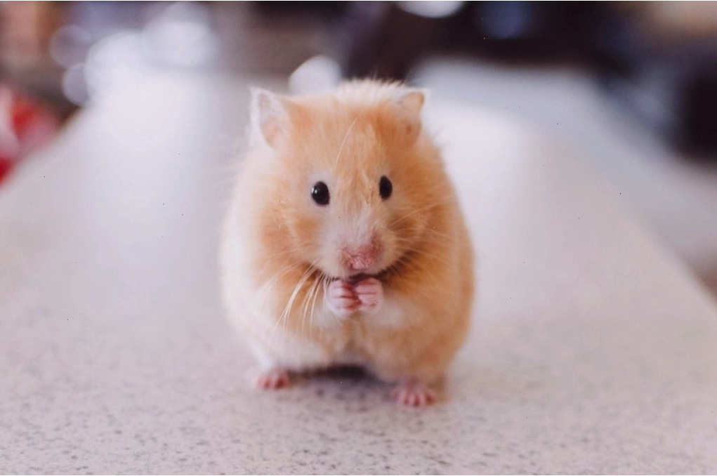 Vòng đời của chuột, tuổi thọ của chuột hamster
