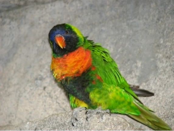 Vua Úc vẹt (Australian King Parrot)